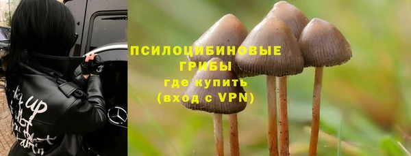 стаф Алзамай