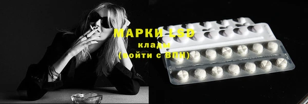 стаф Алзамай